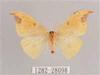 標瑙夜蛾藏品圖，第2張