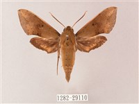 臺灣白肩天蛾藏品圖，第1張