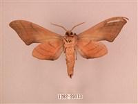 直翅六點天蛾藏品圖，第2張