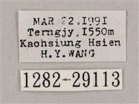 直翅六點天蛾藏品圖，第3張