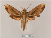 斜綠天蛾藏品圖，第1張