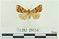 弧角散紋夜蛾藏品圖，第1張