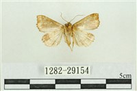 弧角散紋夜蛾藏品圖，第2張