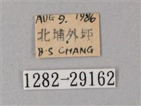 臺灣白肩天蛾藏品圖，第3張