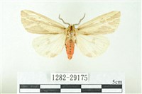 赭新污燈蛾藏品圖，第1張