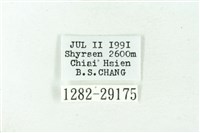 赭新污燈蛾藏品圖，第3張