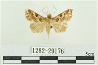 弧角散紋夜蛾藏品圖，第1張