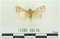 弧角散紋夜蛾藏品圖，第2張