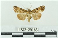 粉紅帶散紋夜蛾藏品圖，第1張