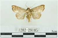 粉紅帶散紋夜蛾藏品圖，第2張