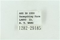 粉紅帶散紋夜蛾藏品圖，第3張