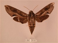 斜線天蛾藏品圖，第1張