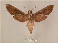 斜線天蛾藏品圖，第2張