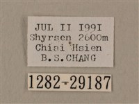 斜線天蛾藏品圖，第3張