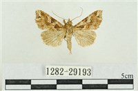 弧角散紋夜蛾藏品圖，第1張