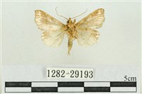 弧角散紋夜蛾藏品圖，第2張