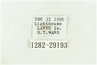 弧角散紋夜蛾藏品圖，第3張