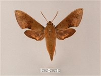 臺灣白肩天蛾藏品圖，第1張