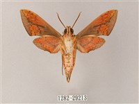 臺灣白肩天蛾藏品圖，第2張