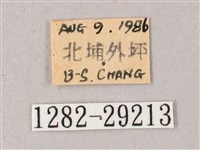 臺灣白肩天蛾藏品圖，第3張