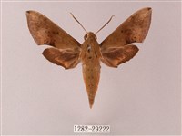 臺灣白肩天蛾藏品圖，第1張