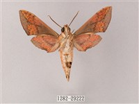 臺灣白肩天蛾藏品圖，第2張