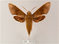 臺灣白肩天蛾藏品圖，第1張