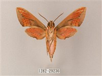 臺灣白肩天蛾藏品圖，第2張