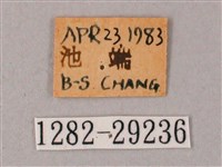 臺灣白肩天蛾藏品圖，第3張