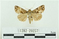 粉紅帶散紋夜蛾藏品圖，第1張