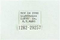 粉紅帶散紋夜蛾藏品圖，第3張