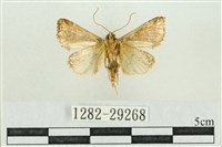 弧角散紋夜蛾藏品圖，第2張