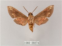 蒙古白肩天蛾藏品圖，第2張