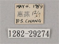 蒙古白肩天蛾藏品圖，第3張