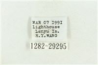 弧角散紋夜蛾藏品圖，第3張