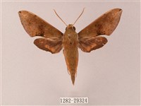 臺灣白肩天蛾藏品圖，第1張