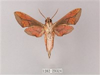 臺灣白肩天蛾藏品圖，第2張