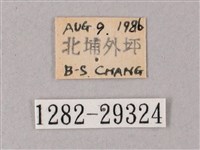 臺灣白肩天蛾藏品圖，第3張