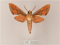 臺灣白肩天蛾藏品圖，第2張