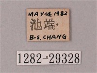 臺灣白肩天蛾藏品圖，第3張