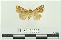 弧角散紋夜蛾藏品圖，第1張