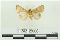 弧角散紋夜蛾藏品圖，第2張