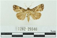 粉紅帶散紋夜蛾藏品圖，第1張