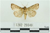 粉紅帶散紋夜蛾藏品圖，第2張