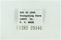 粉紅帶散紋夜蛾藏品圖，第3張