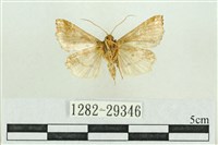 弧角散紋夜蛾藏品圖，第2張