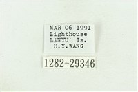 弧角散紋夜蛾藏品圖，第3張