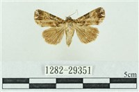 粉紅帶散紋夜蛾藏品圖，第1張