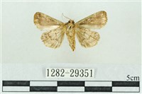 粉紅帶散紋夜蛾藏品圖，第2張