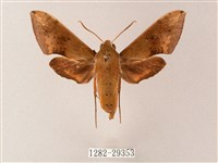 臺灣白肩天蛾藏品圖，第1張